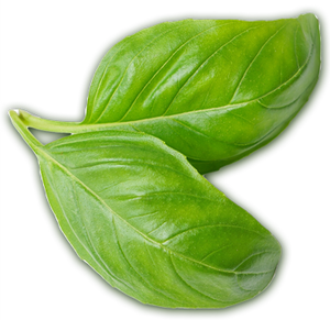 Decorative plant