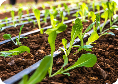 Aliquam vel enim a tellus fermentum accumsan.