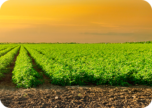 Suspendisse mattis in nisl in aliquam sodales.